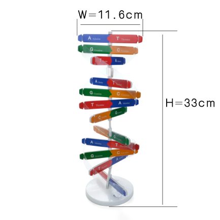 Modèle d'ADN Humain 3D - Puzzle Éducatif pour Enfants