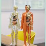 Kit Anatomie Humaine 30 Pièces avec Squelette et Torse Amovible