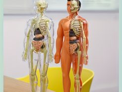 Kit Anatomie Humaine 30 Pièces avec Squelette et Torse Amovible